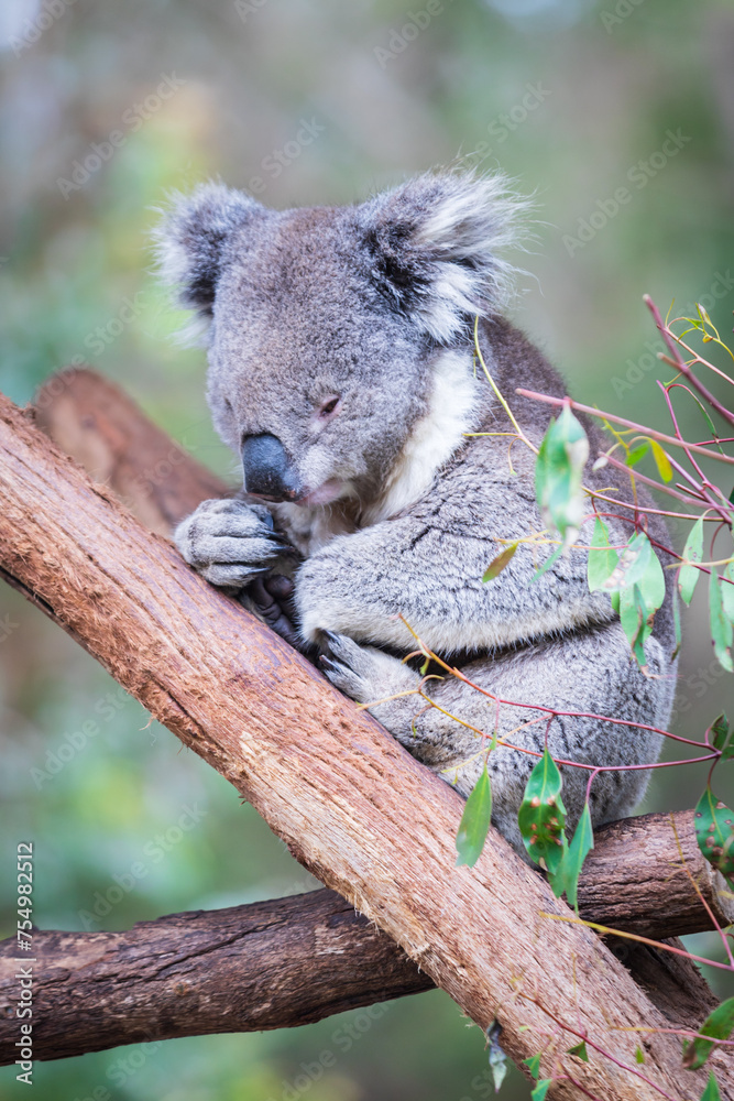 Obraz premium A Peaceful Koala Resting Amongst Eucalyptus Branches