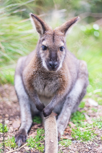 The Inquisitive Wallaby: A Glimpse into the Wild © Bossa Art