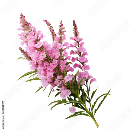 Obedient Plant bouquet, bunch isolated on transparent png.