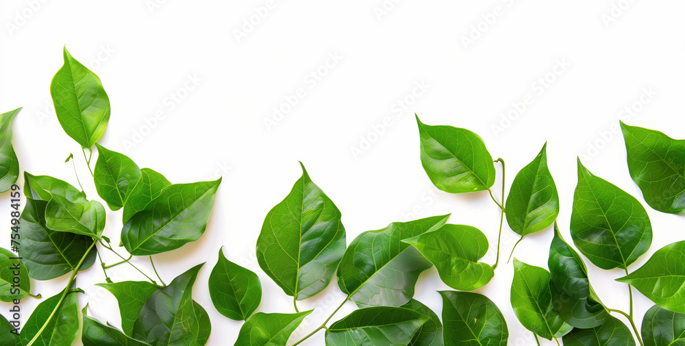 A border of green leaves on a white background with empty space for text. A border of green leaves on a white background with empty space for text.