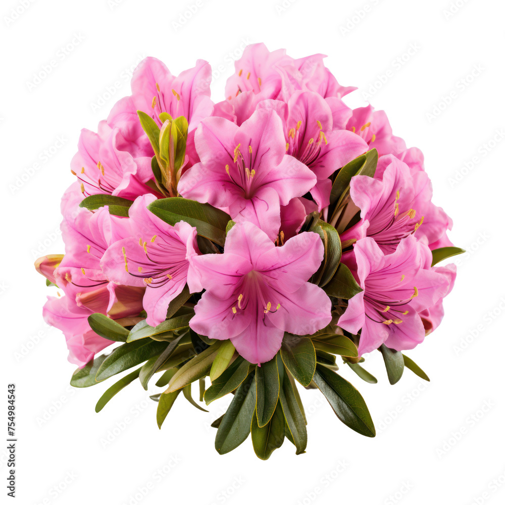 Rhododendron bouquet, bunch isolated on transparent png.