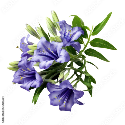 Gentian bouquet, bunch isolated on transparent png. photo
