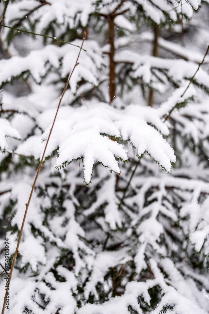 Snow covered spruce tree branches, December, forest, cold weather