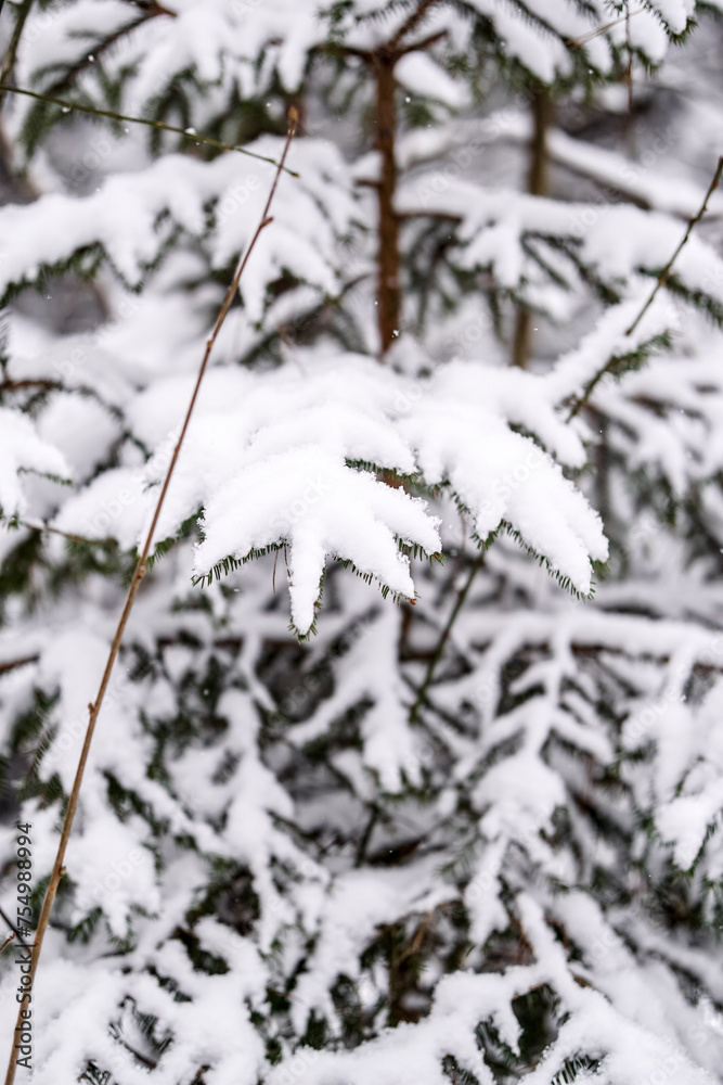 Snow covered spruce tree branches, December, forest, cold weather Snow covered spruce tree branches, December, forest, cold weather