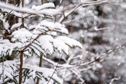 Snow covered spruce tree branches, December, forest, cold weather © Edita