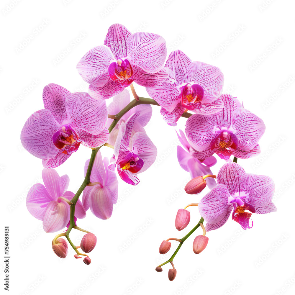 Fototapeta premium Orchid bouquet, bunch isolated on transparent png.