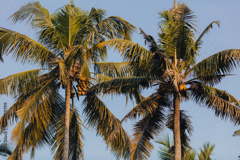 Coconut palm trees near the beach in Varkala, Kerala, India.