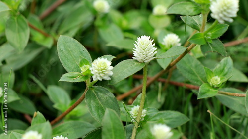 Gomphrena celosioides Mart flower photo