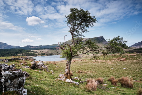 Hochland im Nationalpark Snowdonia,  Großbritannien, Baum, See, Berge, Hochmoor, 