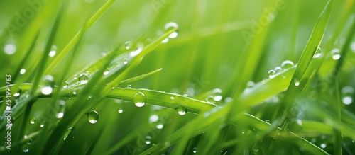 A closeup shot of a field of green grass with water droplets on it, showcasing the beauty of moisture in nature through macro photography