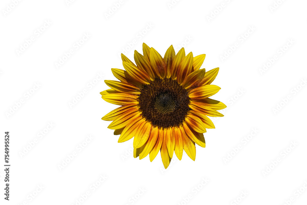 Obraz premium Sunflowers isolated on white background. Make clipping path.