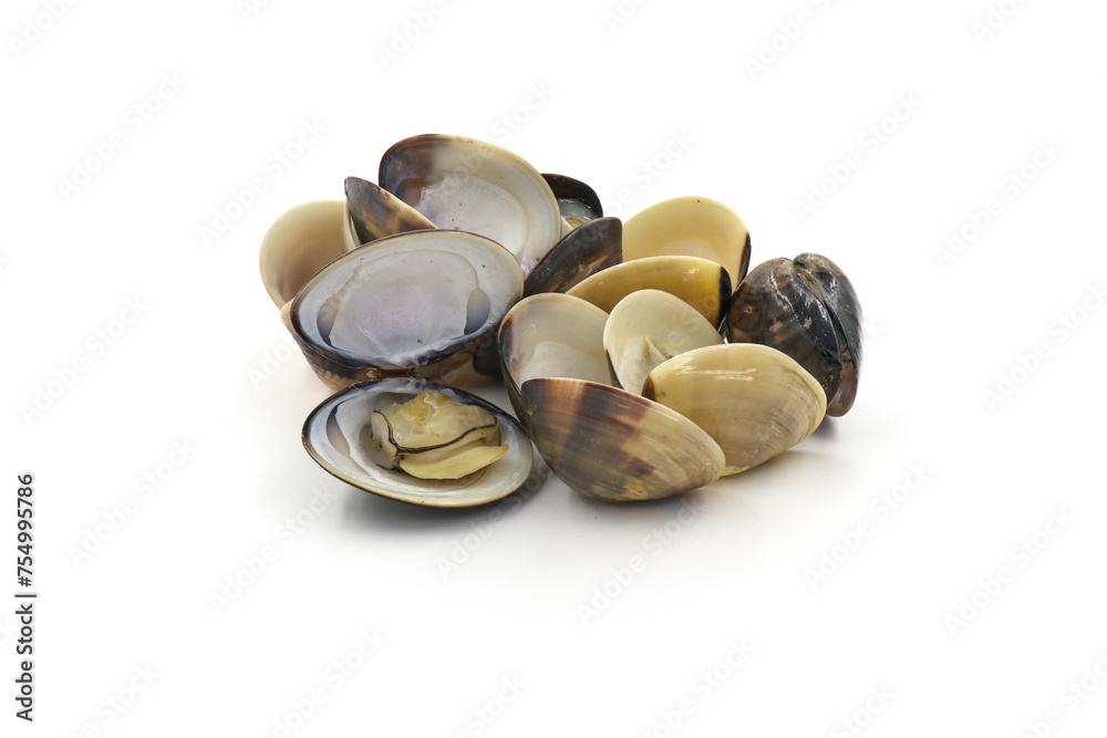 Closed up fresh baby clams, venus shell, shellfish, carpet clams, short necked clams, as raw food from the sea are the seafood ingredients. fresh clams Background. seafood.Isolated on white background Closed up fresh baby clams, venus shell, shellfish, carpet clams, short necked clams, as raw food from the sea are the seafood ingredients. fresh clams Background. seafood.Isolated on white background