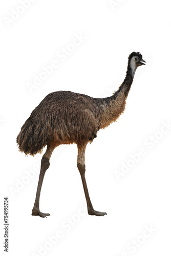 A cutout of a  side view of Australian bird native emu isolated transparent png photo