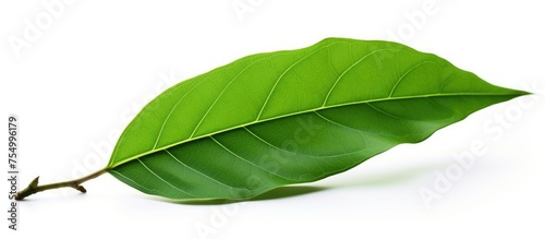 A green leaf with a stem, belonging to a flowering plant, set against a white background. This plant may attract insects like moths and butterflies, which are arthropods photo