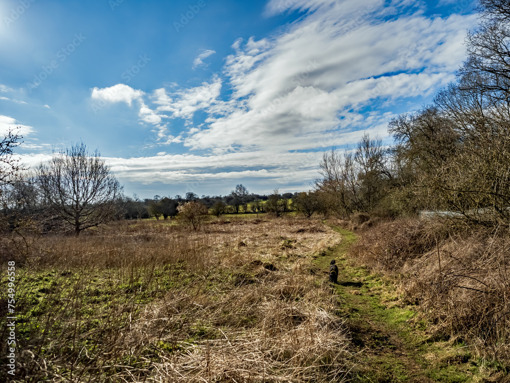 Obraz premium landscape with trees