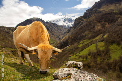 cow in tielve with the snowy peaks of europe in the background