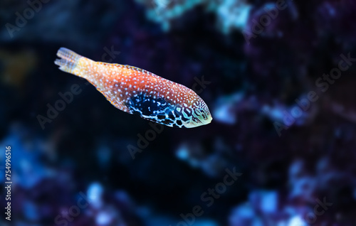 Portraif of beautiful Blue Star Leopard Wrasse also known as Macropharyngodon bipartitus.	
 photo