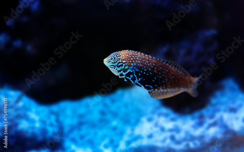 Portraif of beautiful Blue Star Leopard Wrasse also known as Macropharyngodon bipartitus. 