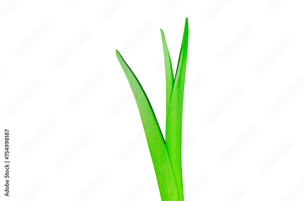 Single green lily leaf isolated on white background Floral leaves nature Young leaves of flowers Grass Single green lily leaf isolated on white background Floral leaves nature Young leaves of flowers Grass