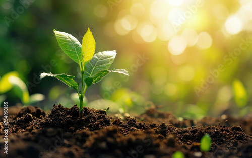 Morning sunlight shines on seedling growing from rich soil, wide panoramic banner view. AI generative. photo