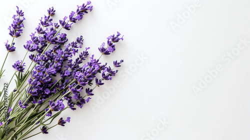 Lavender branch on a white background, copy space. 