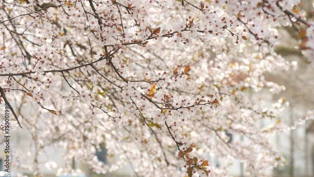 Beautiful spring white cherry blossoms on a tree branch are swaying in the wind, bees are flying around slow motion Beautiful spring white cherry blossoms on a tree branch are swaying in the wind, bees are flying around slow motion