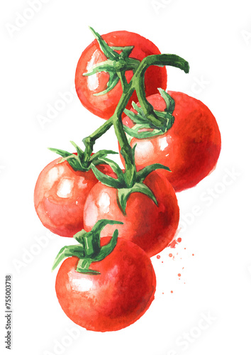 Fresh ripe cherry tomatoes on the branch. Hand drawn watercolor illustration, isolated on white background