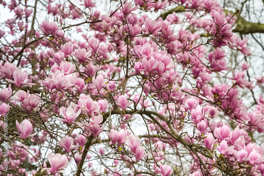 Blossom magnolia pink flowers in Paris, springtime
Blossom magnolia pink flowers in Paris, springtime
