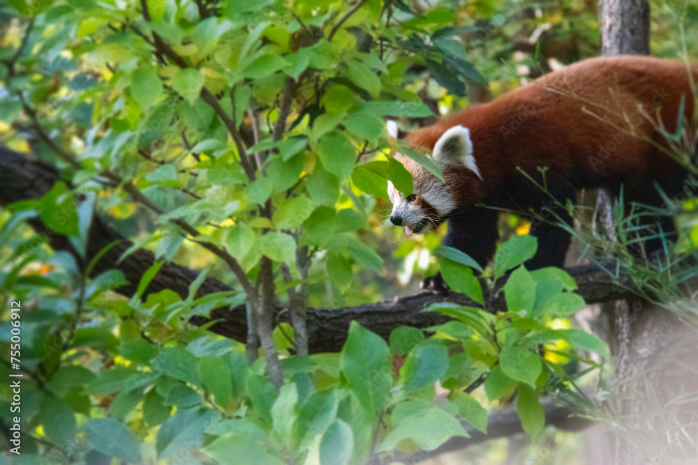 Fototapeta premium Adorable little red panda hanging on a tree.