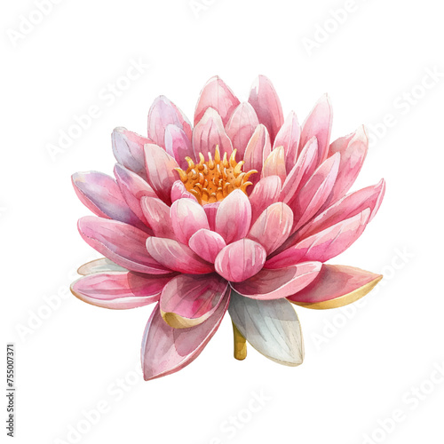 beautiful lotus flower vector illustration in watercolour style