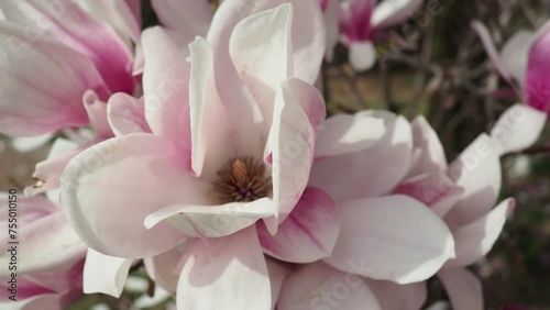 Magnolia is a large genus of flowering plant species in subfamily Magnolioideae of the family Magnoliaceae. Beautiful blooming pink white flowers and buds of magnolia. Magnolia soulangeana in garden. photo