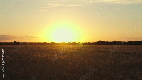Field during sunset. Yellow agricultural wheat field. Beautiful summer landscape of wheat field. Farmers wheat field. Beautiful evening sunset. Slow movement of camera across wheat fiel