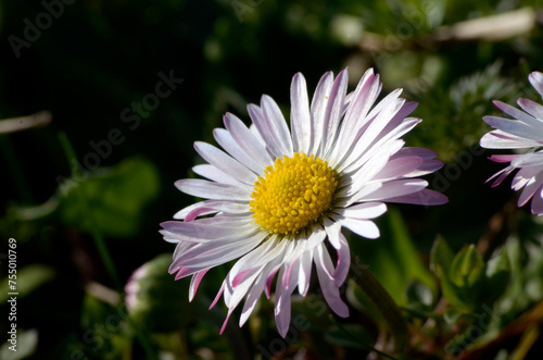 white and pink daisy