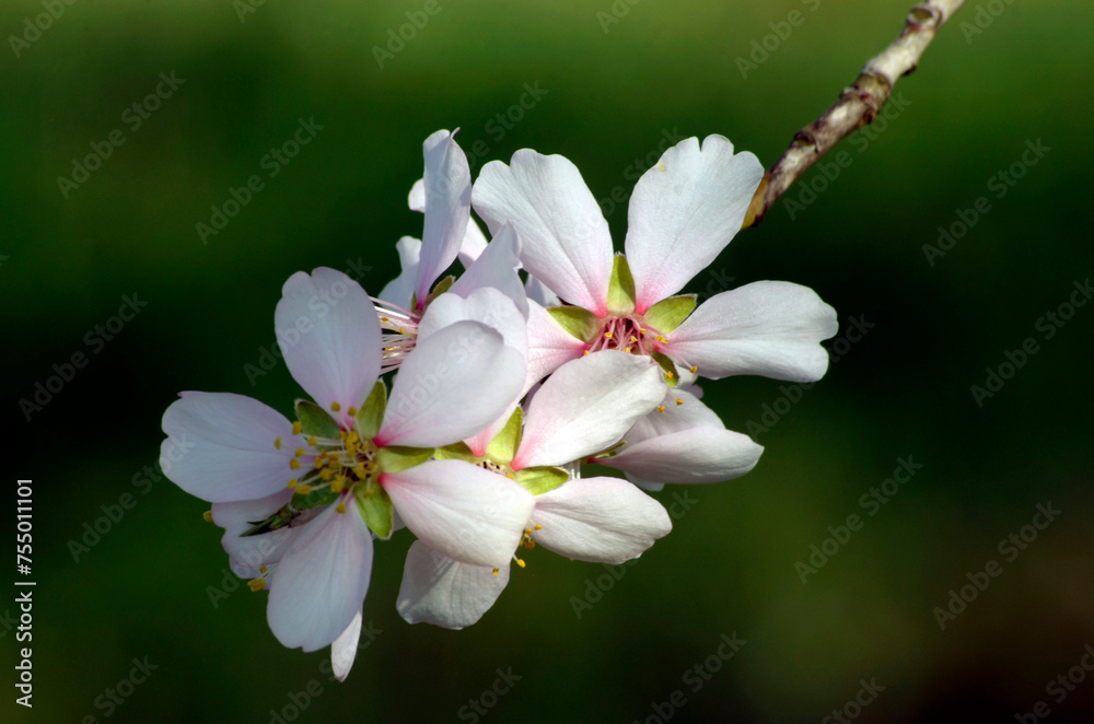 peach tree blossom
