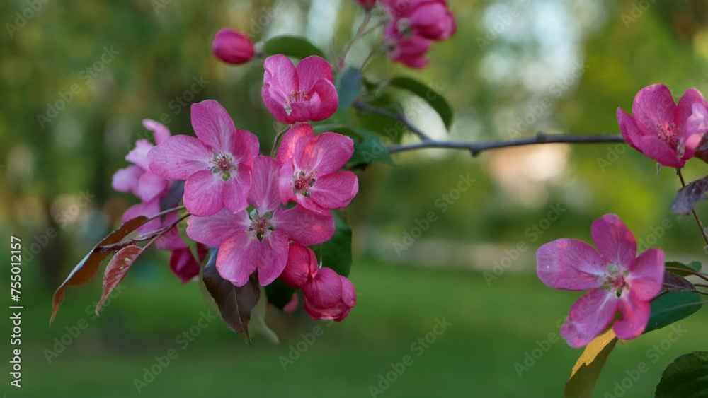 Pink watercolor flowers on an apple tree in spring. Blooming spring beautiful garden in the rays of the setting sun. Pink watercolor flowers on an apple tree in spring. Blooming spring beautiful garden in the rays of the setting sun.