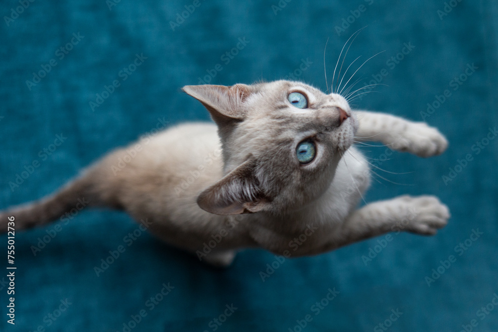 Siamese cats are known for their striking appearance, with a sleek, slender body, almond-shaped blue eyes, and a short coat with color points on the ears, face, paws, and tail. - obrazy, fototapety, plakaty 