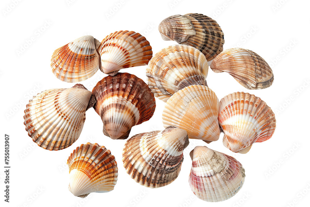collection of seashells on white background
