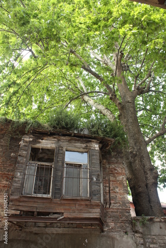 historical house next to a tree in istanbul © Creator Q