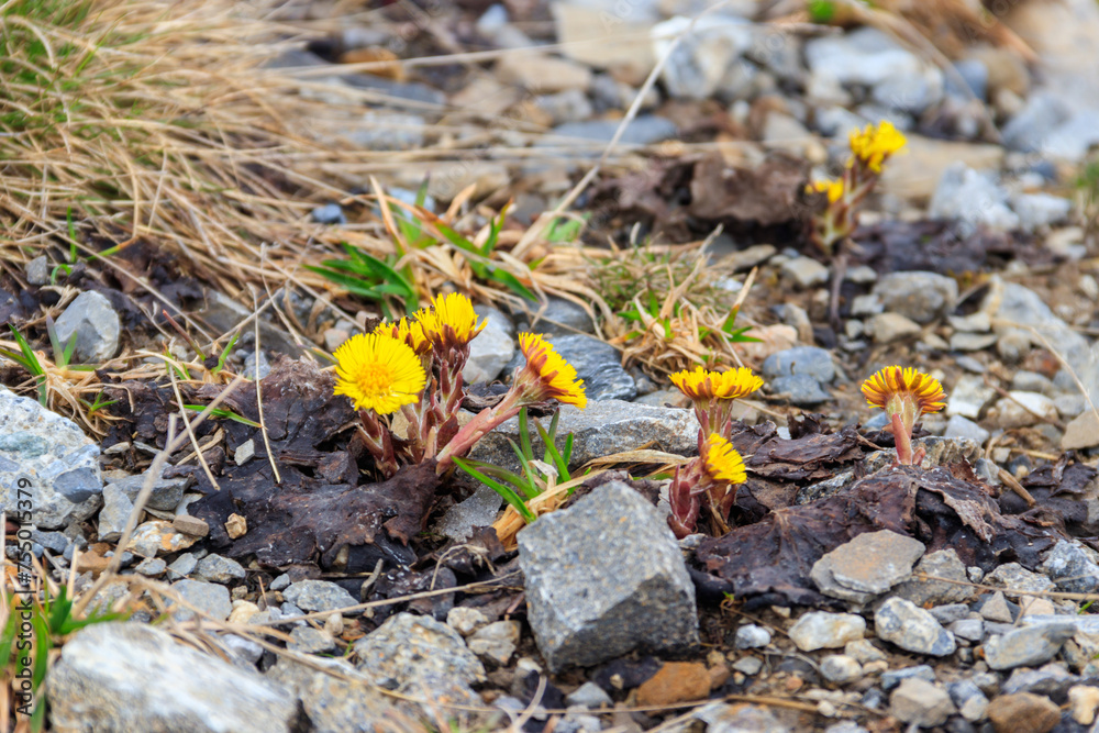 Obraz premium Coltsfoot flowers (Tussilago farfara) on meadow
