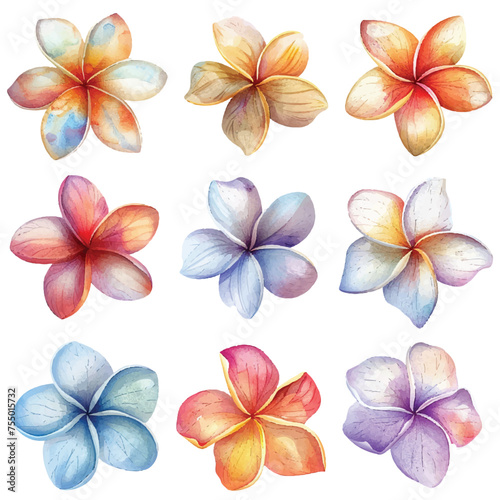 simple vector watercolour set of beautiful frangipani flower photo