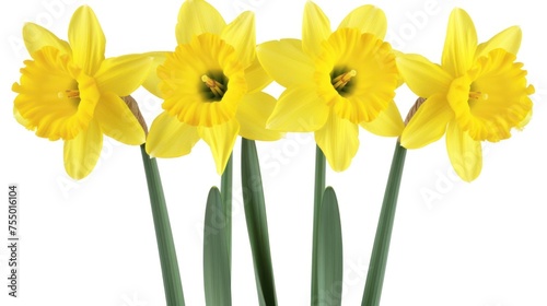 a group of yellow daffodils in a vase on a white background with long green stems in the foreground.