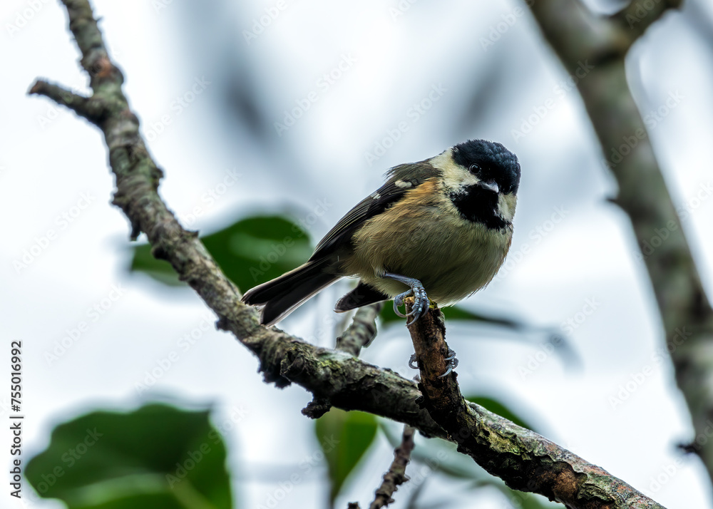 Fototapeta premium Coal Tit (Periparus ater) - Found across Europe and parts of Asia & North Africa