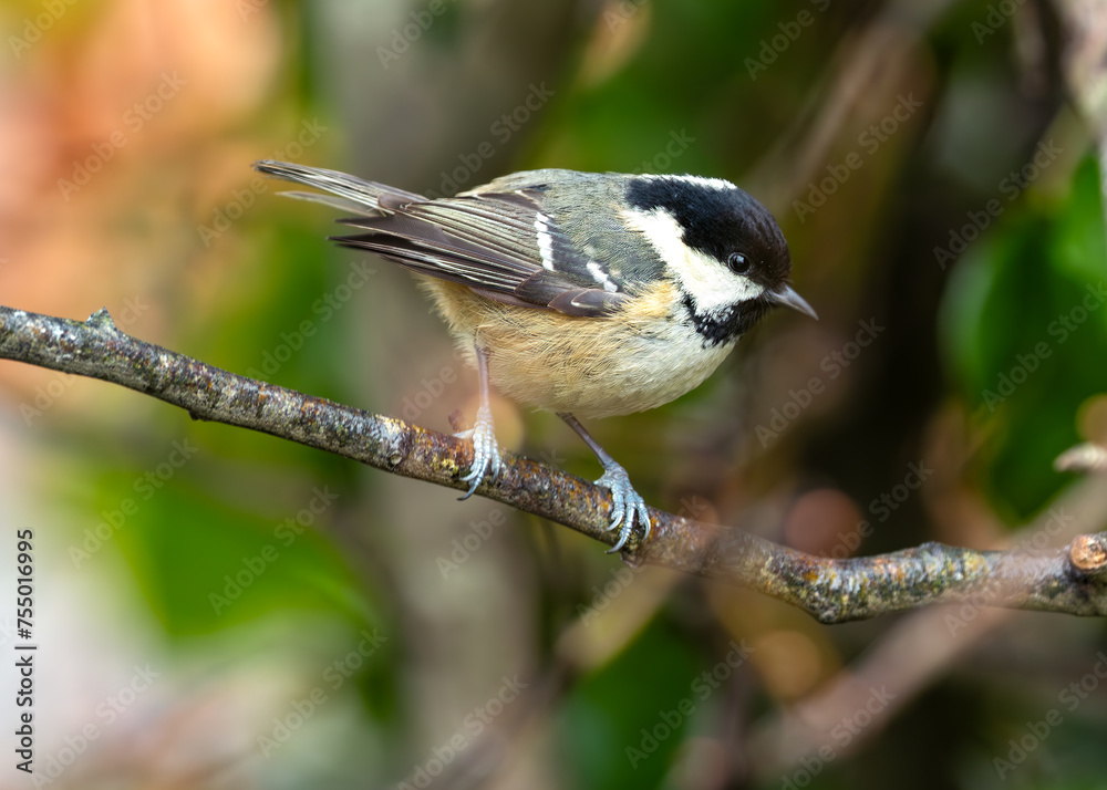 Coal Tit (Periparus ater) - Found across Europe and parts of Asia & North Africa Coal Tit (Periparus ater) - Found across Europe and parts of Asia & North Africa