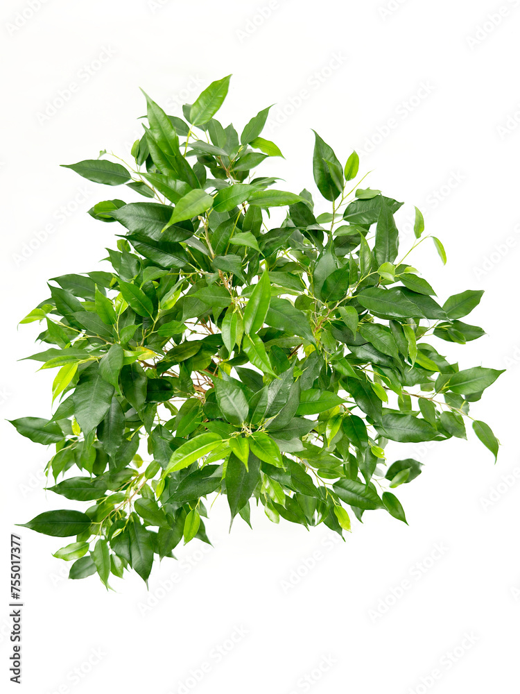 A lively potted plant texture with green leaves on a white background 
