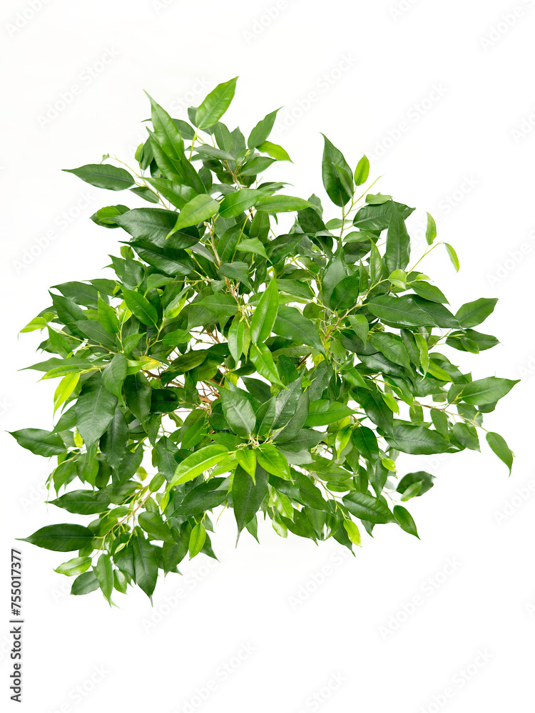A lively potted plant texture with green leaves on a white background A lively potted plant texture with green leaves on a white background