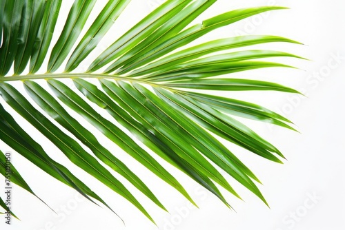 Isolated Coconut Leaf on White Background - Nature s Green Palm Tree Leaf