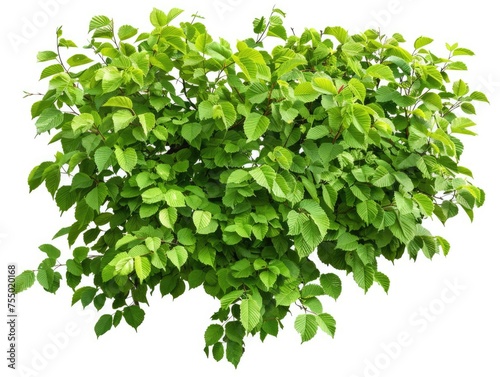 Isolated Common Hazel Bush on White Background. Realistic Green Plant of Nature as Single Object. No People