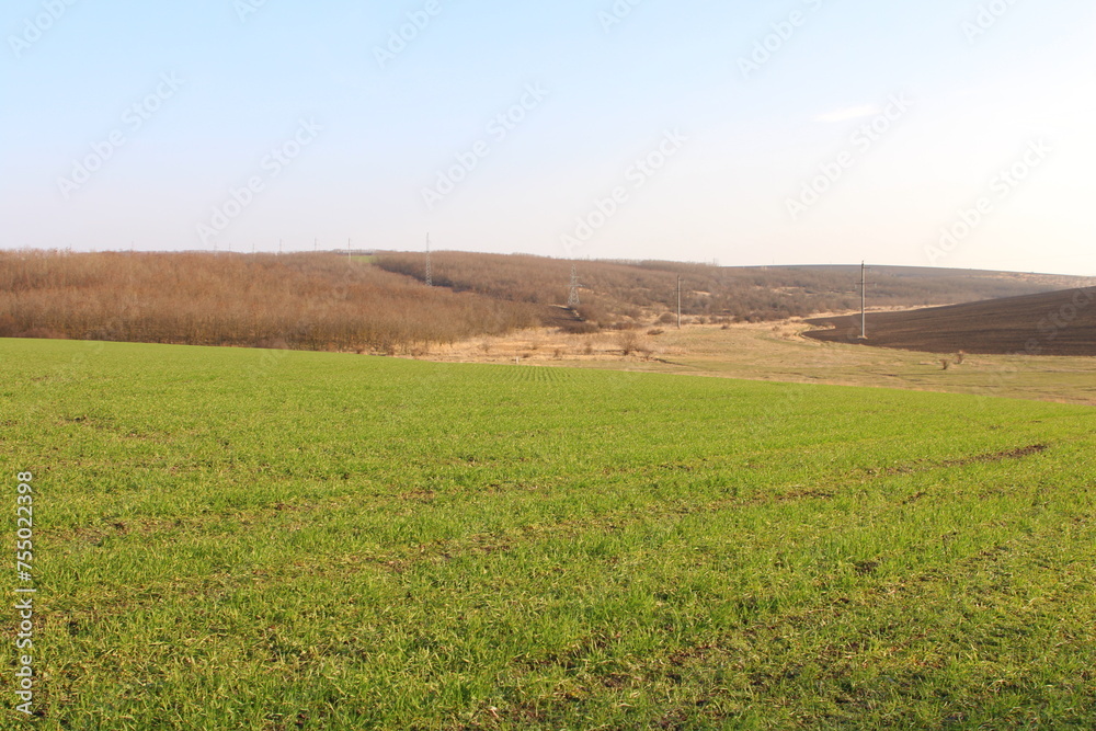 Fototapeta premium A grassy field with a fence