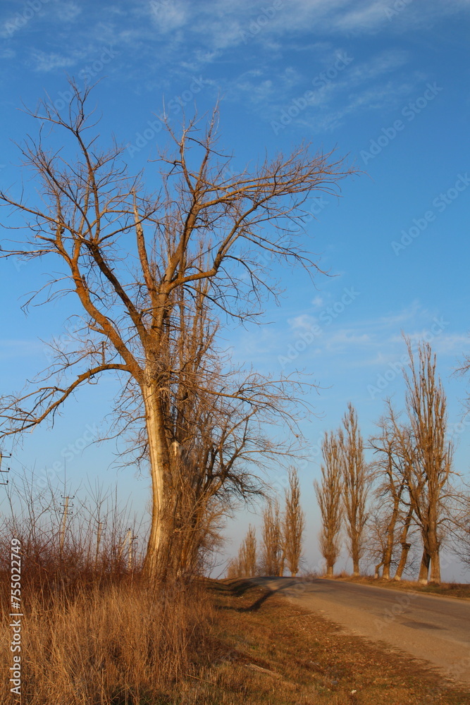 A tree on a dirt road A tree on a dirt road