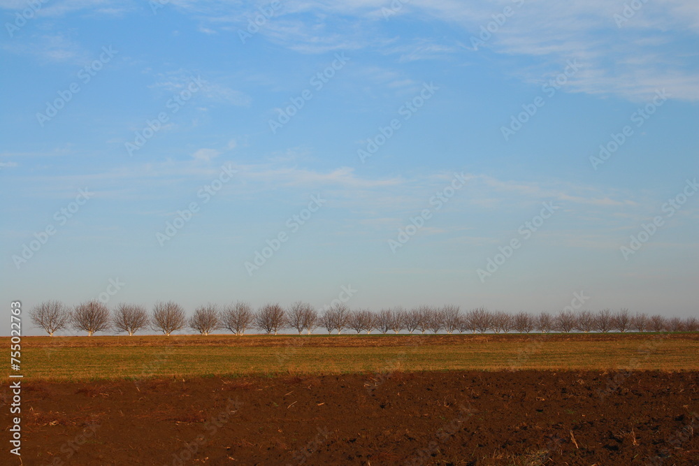 A field with trees and a blue sky with clouds